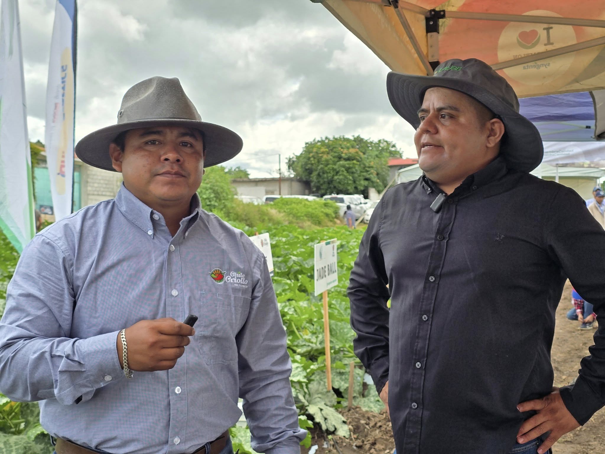 Campo cultivado Chile Criollo de Morelos