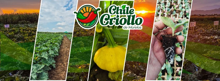Campos y cultivo en Morelos